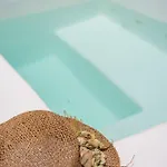 Sandy's Paradise- Adults Only *